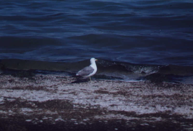 Antelope_Island_Seagull_on_causeway_800.jpg (106259 bytes)