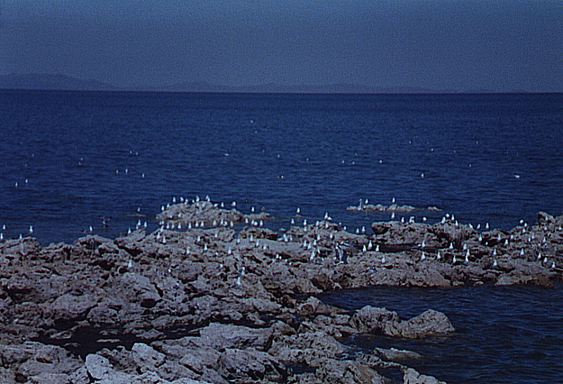 Antelope_Island_Seagulls_near_Egg_Island_overlook_800.jpg (259519 bytes)