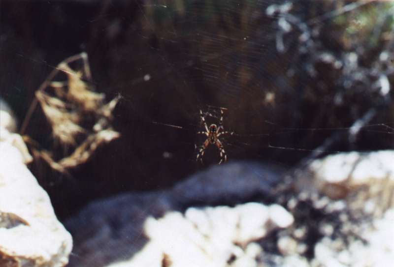 Antelope_Island_spider_on_Egg_Island_overlook_trail_800.jpg (98491 bytes)