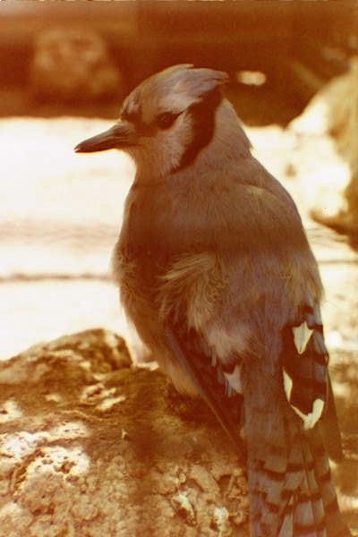 my favorate Blue Jay, now sadly deceased, once at Tracy Aviary