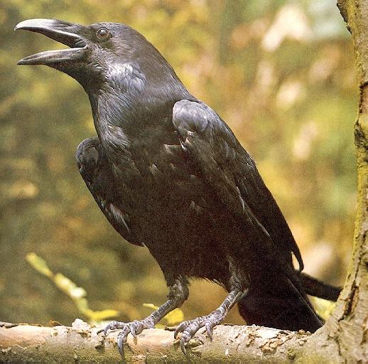 Pictures Of Raven - Free Raven pictures 