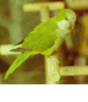 Multiple pictures of Chirpa Derpa II - a Quaker Parakeet living with Jonathan 