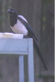 Alternating picture of Magpies. If this image does not display properly, try clicking reload in your browser.
